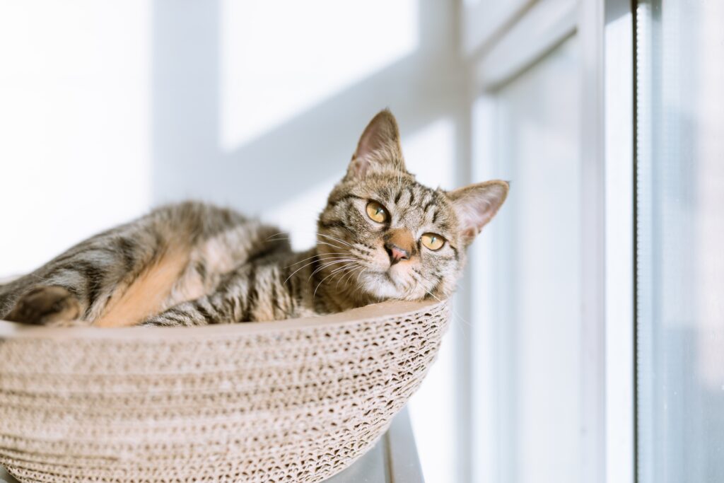 cat in a hammock